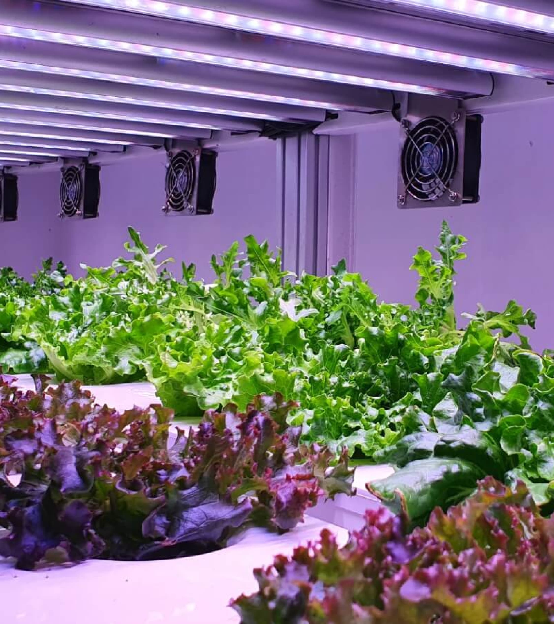 spinach greenhouse growth